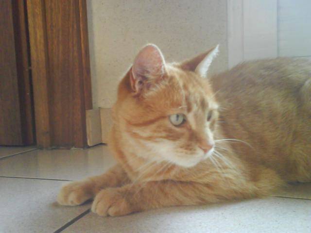 Cat Pictures Chat Europeen Minou